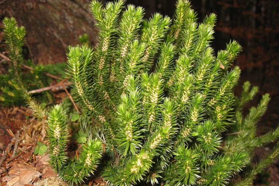 Плаун Баранец