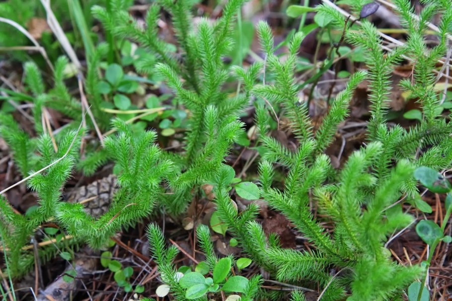 Плаун булавовидный
