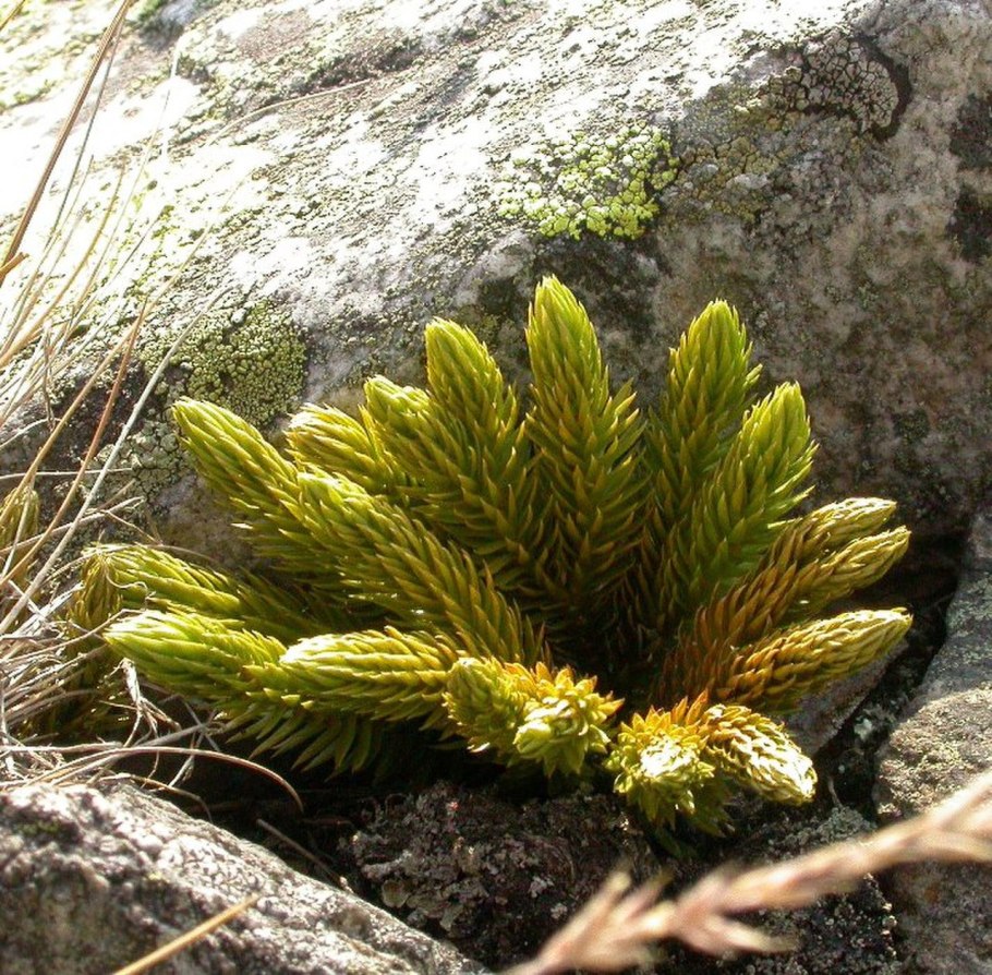 Баранец обыкновенный (Huperzia selago)