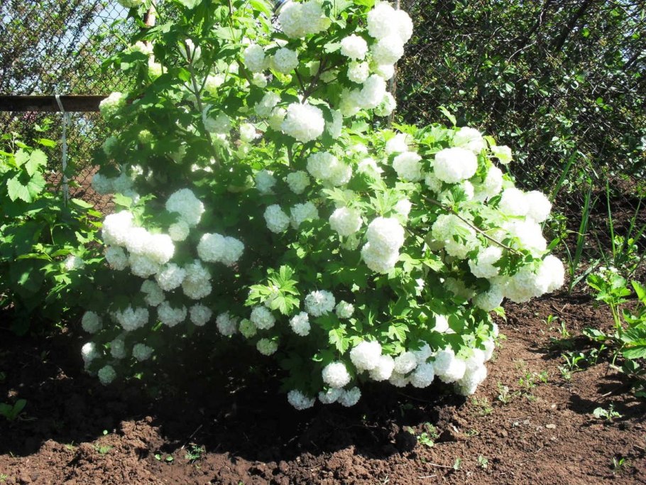 Калина бульденеж в Сибири