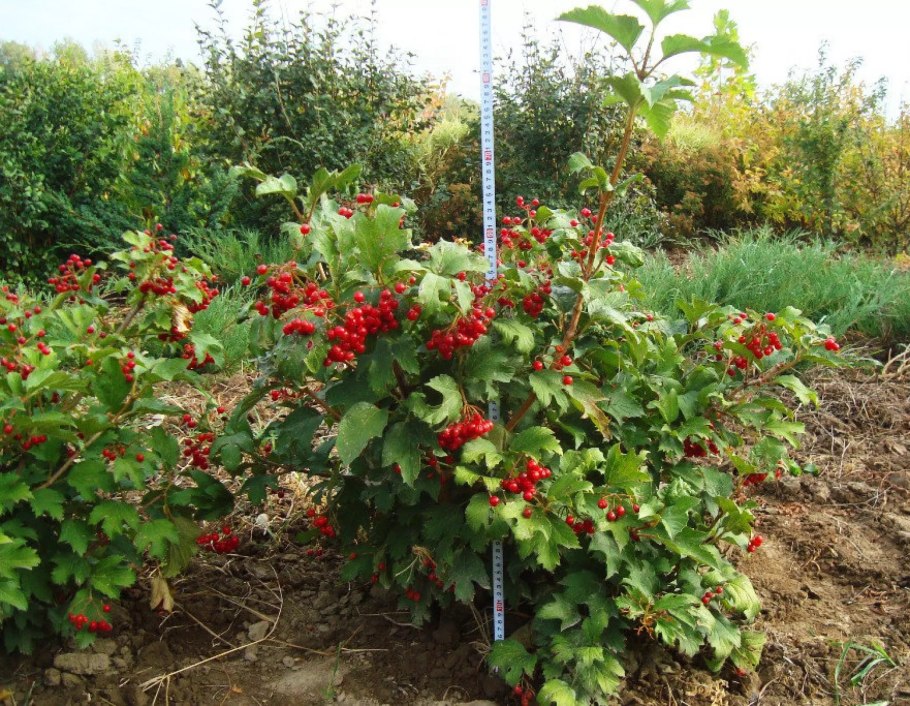 Спирея бульденеж