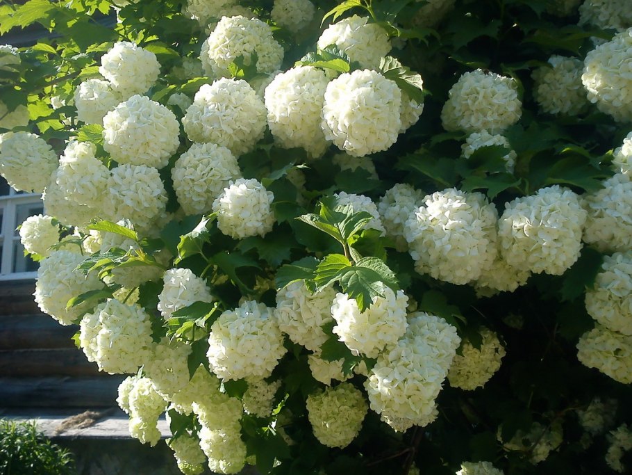 Калина обыкновенная бульденеж