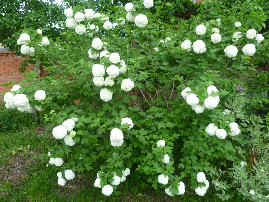 Калина обыкновенная бульденеж