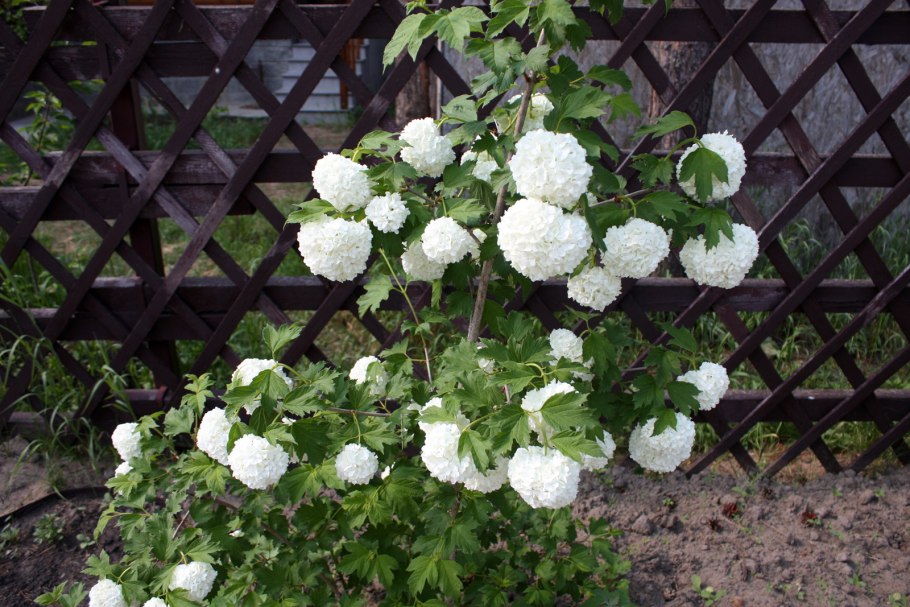 Калина обыкновенной Калина обыкновенная