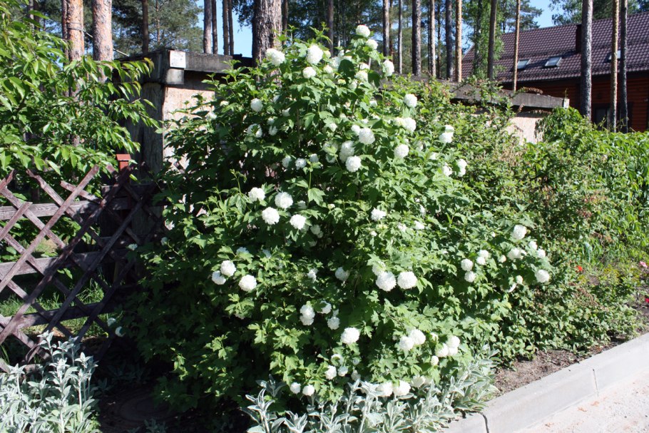 Калина бульденеж