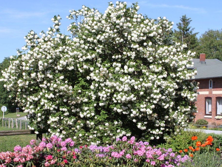 Калина обыкновенная Живая изгородь