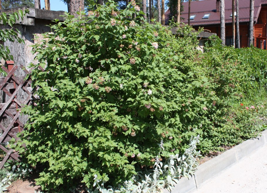 Калина обыкновенная Розеум бульденеж