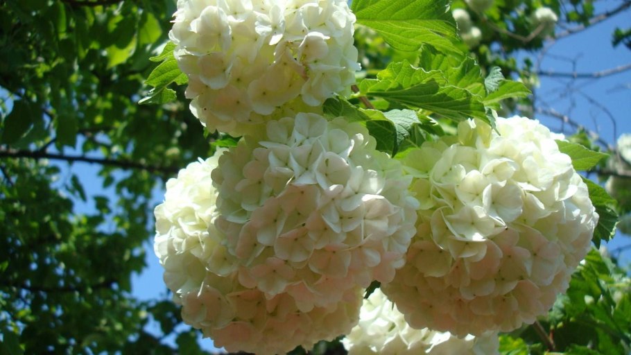 Кустарник Калина бульденеж