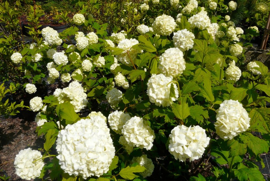 Калина обыкновенная Розеум бульденеж