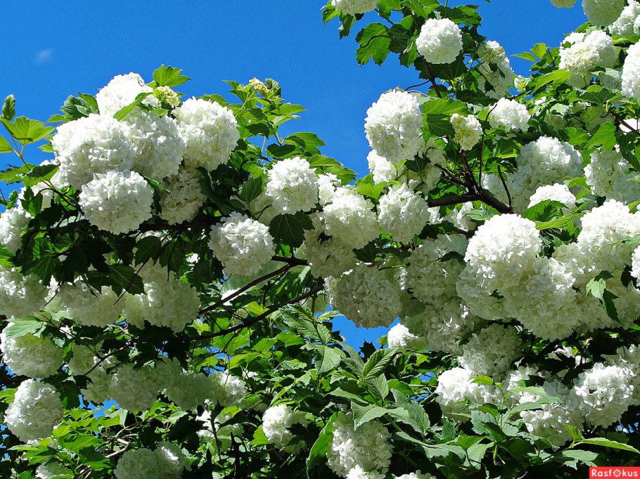 Жимолость обыкновенная Компактум