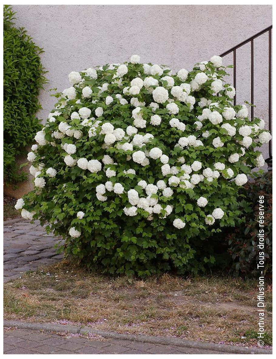 Калина молодой куст