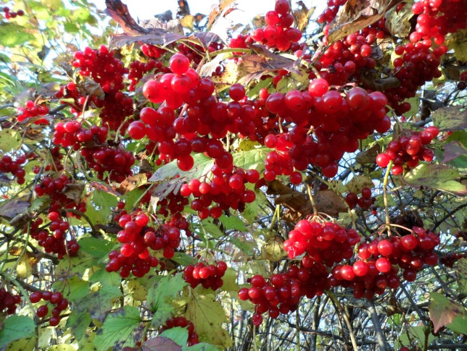 Французская Калина бульденеж