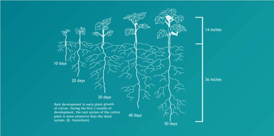 Хвойные и близко грунтовые воды