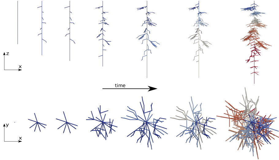 Кокаиновый куст корневая система