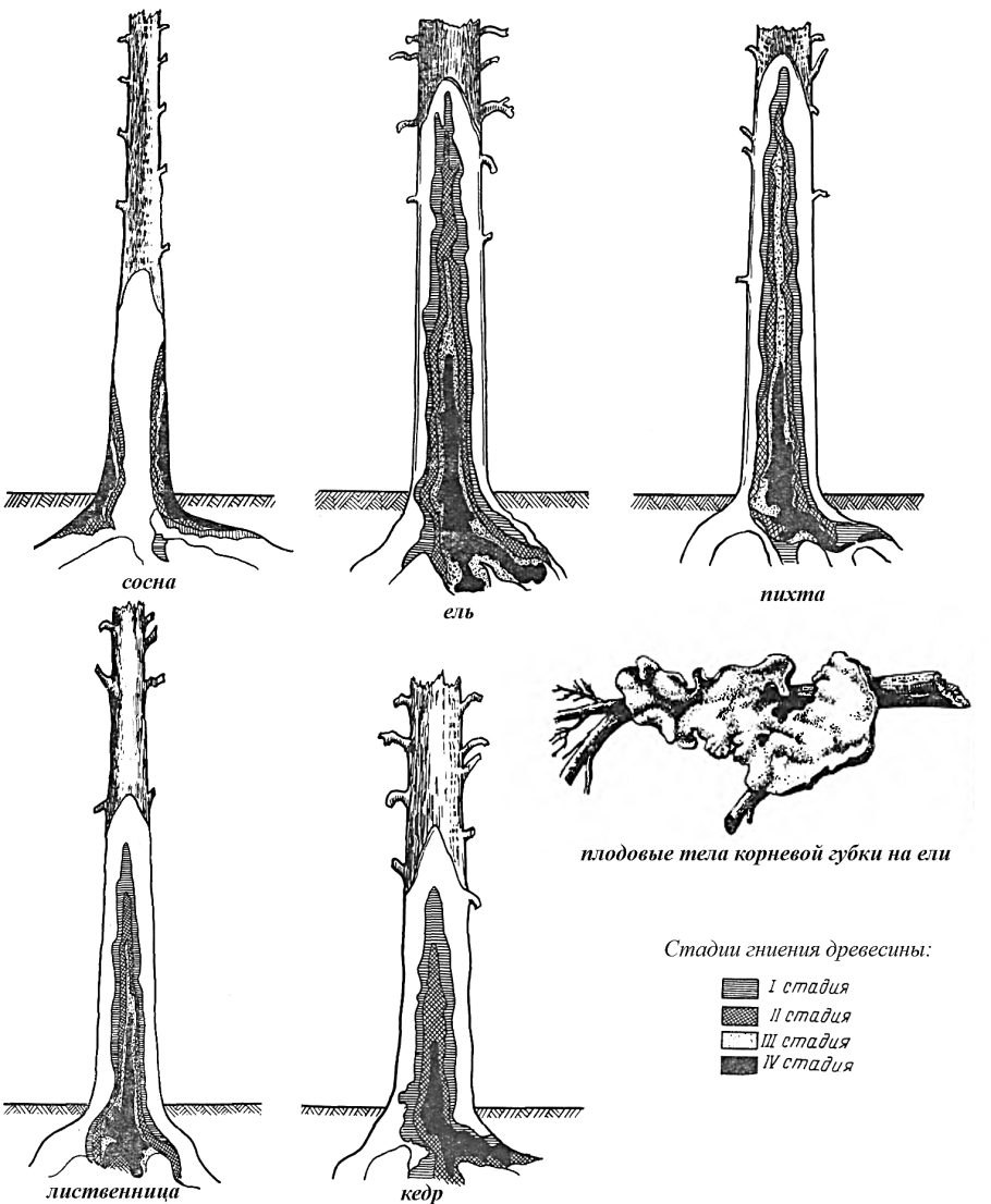 Схема формирования сосна Веймутова