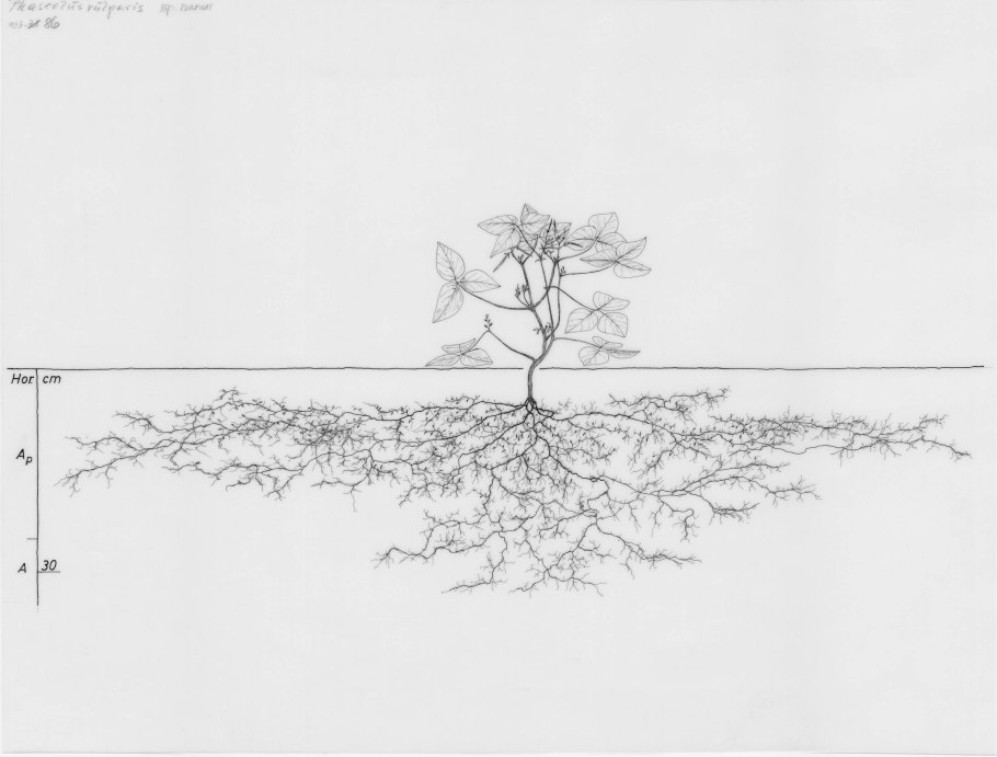 Корневые системы