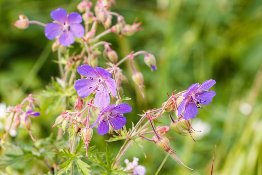 Герань Луговая маршмеллоу