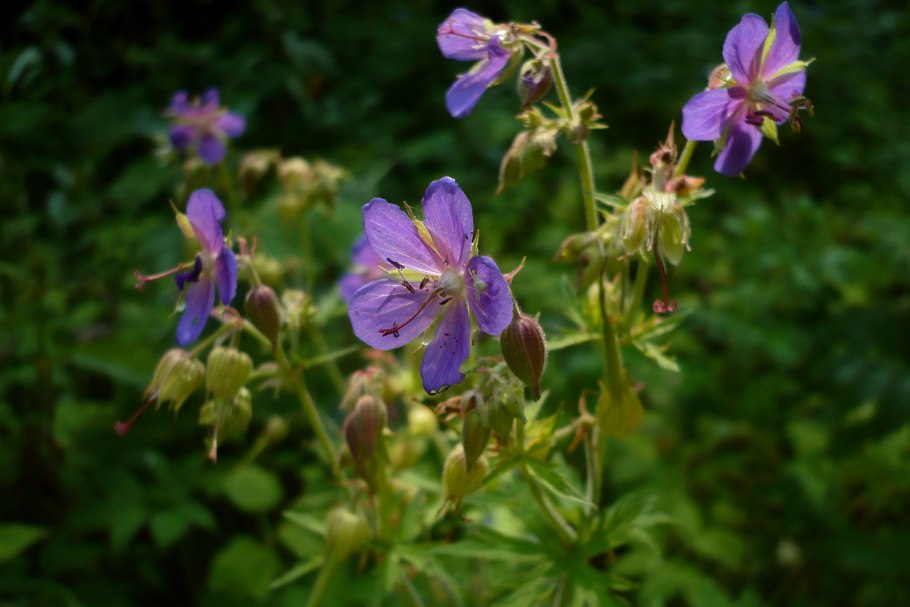 Герань Луговая трава 50г