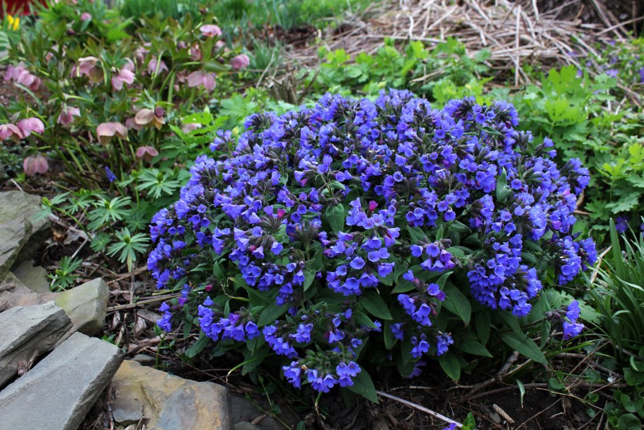 Медуница гибридная Blue Ensign