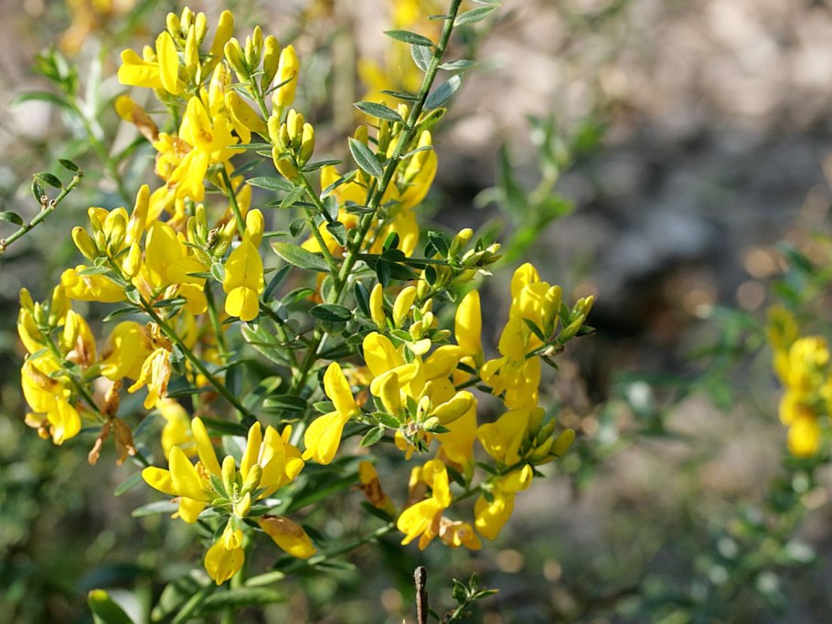 Дрок германский (Genista Germanica)