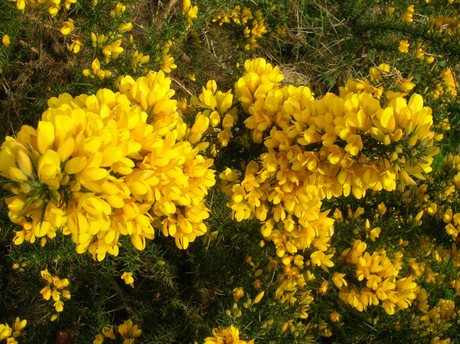 Дрок германский (Genista Germanica)