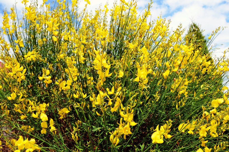 Дрок красильный (Genista tinctoria)