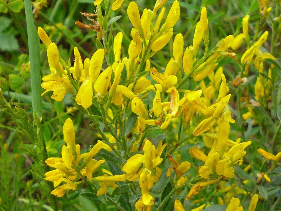 Дрок испанский (метельник прутьевидный) (Spartium junceum l.)
