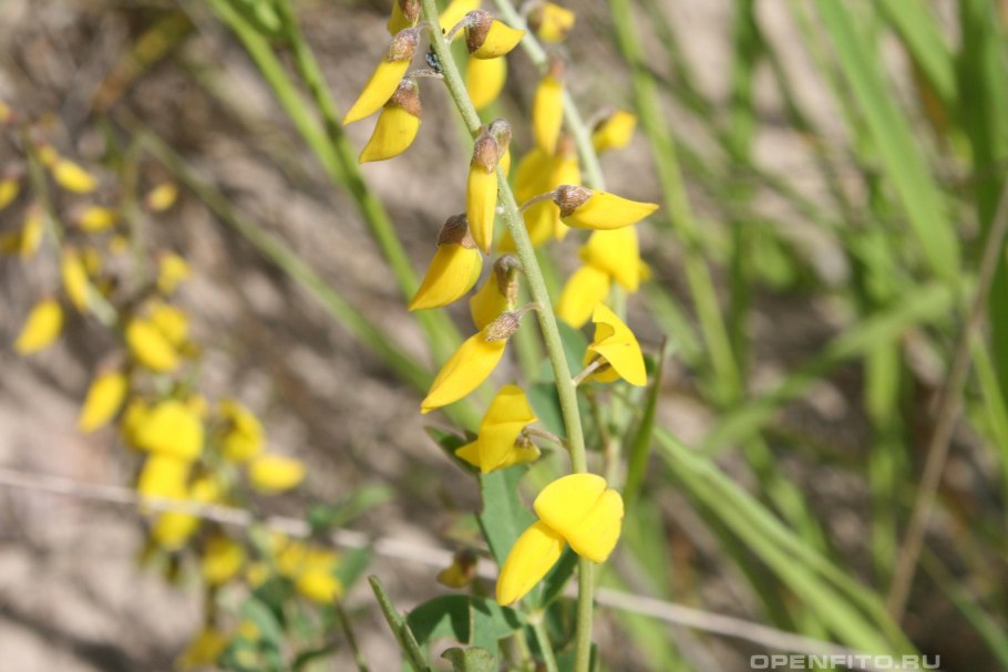 Genista tinctoria l.