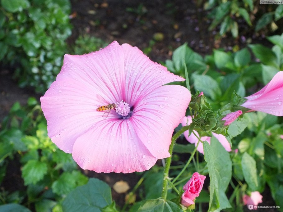 Аэлита лаватера богиня солнца, смесь 0,3 г