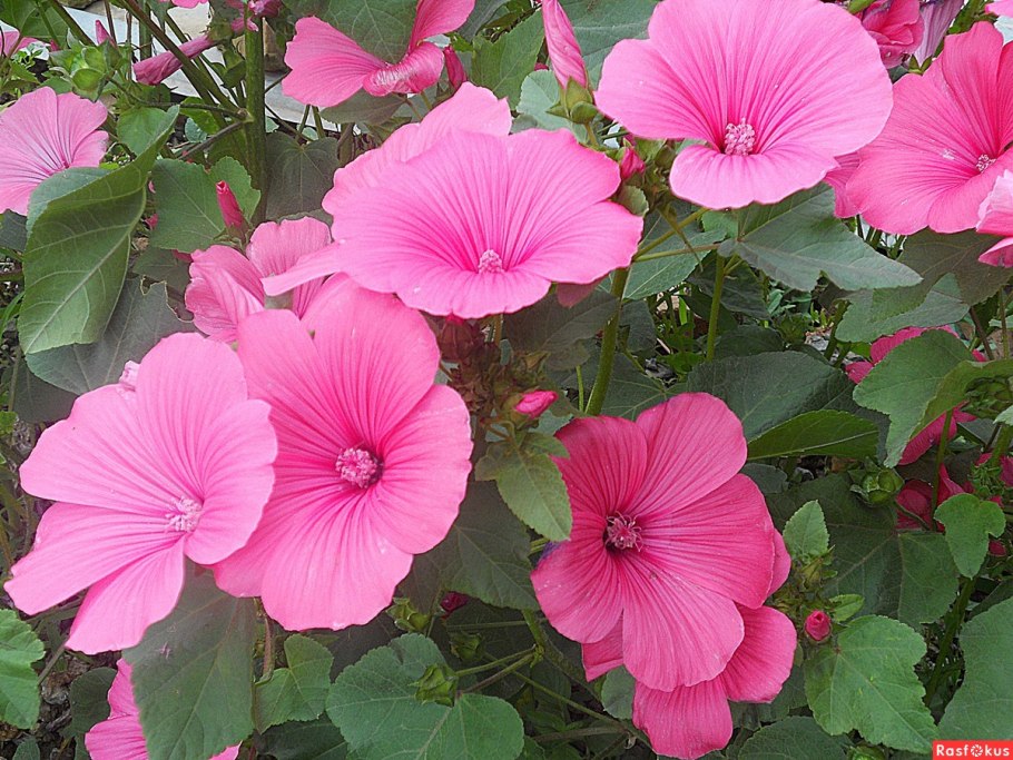 Лаватера богиня солнца смесь 0,3г (а)