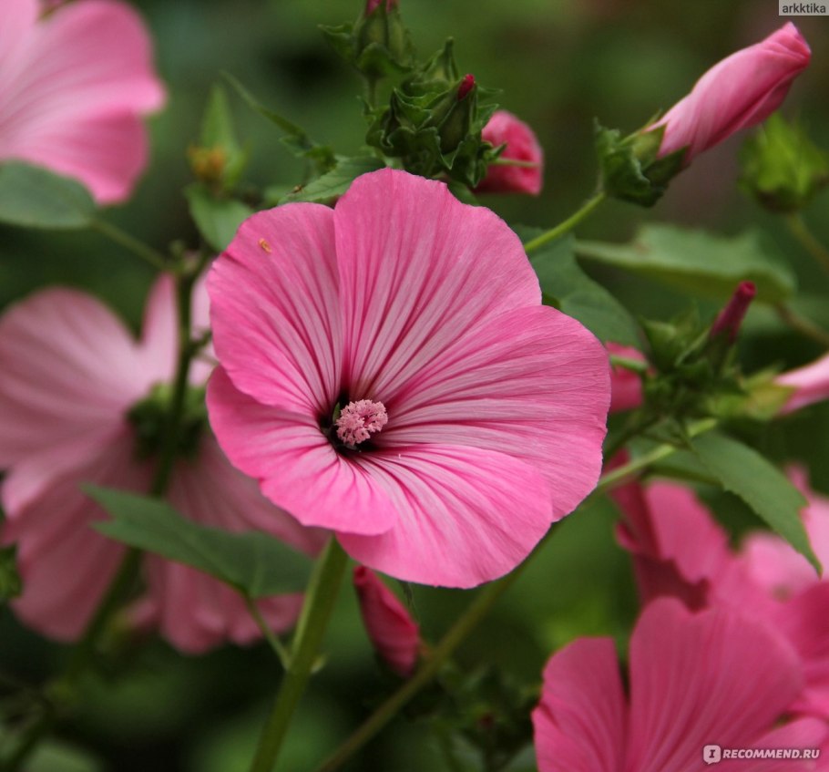 Лаватера богиня солнца смесь