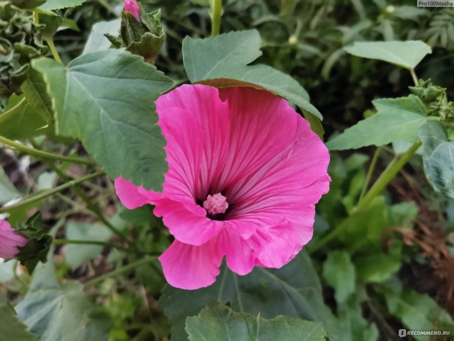 Лаватера Сильвер кап