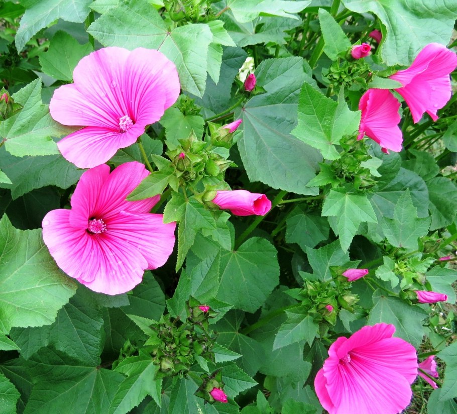 Лаватера махровая