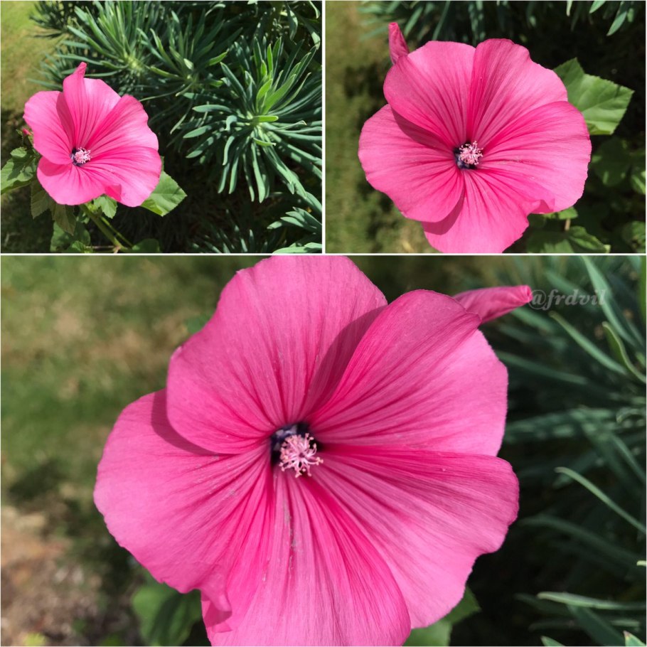 Лаватера трехмесячная богиня солнца