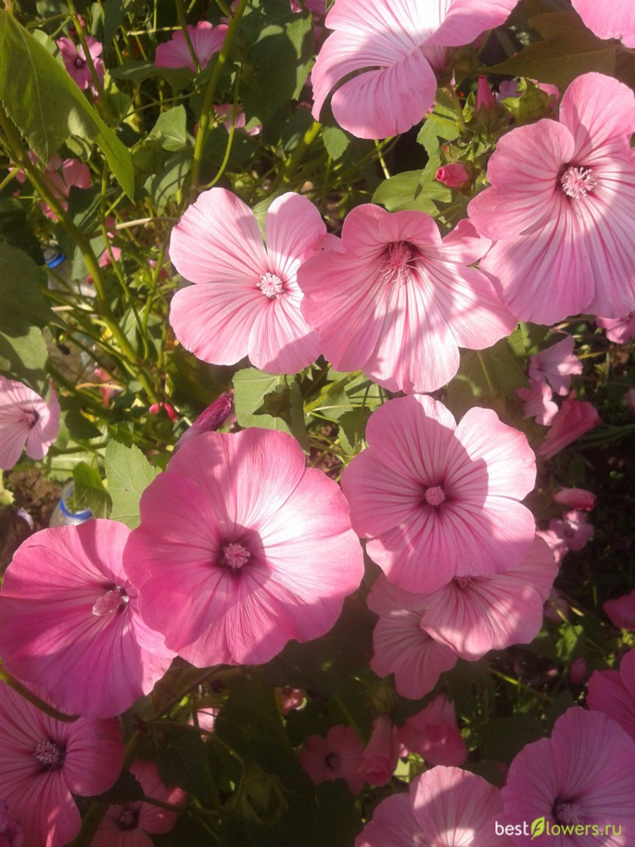 Лаватера розовая