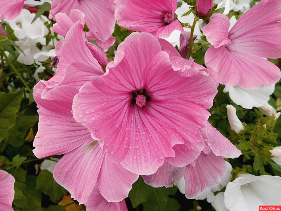 Lavatera trimestris l.