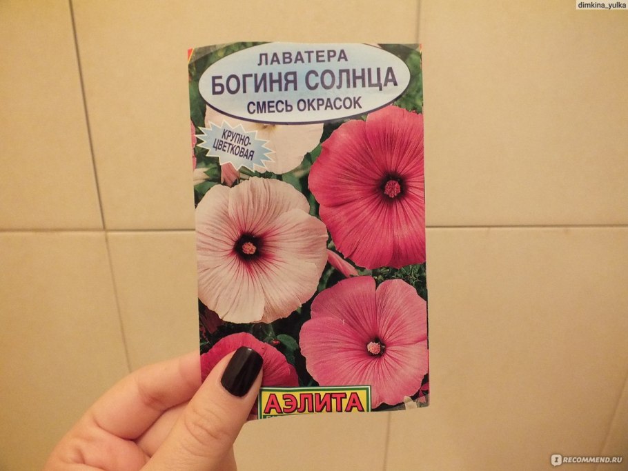 Лаватера чаровница в саду