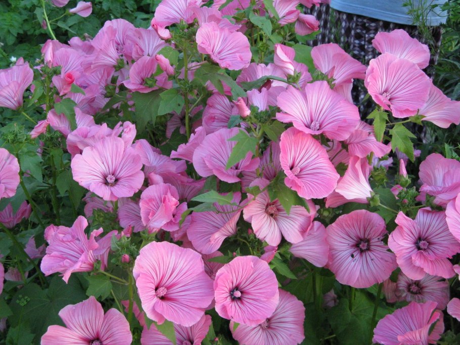 Лаватера монт Розе