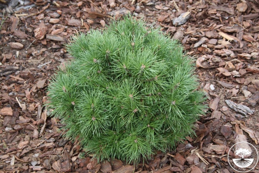 Pinus Sylvestris Pelczar