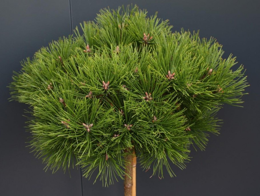 Pinus densiflora Low Glow