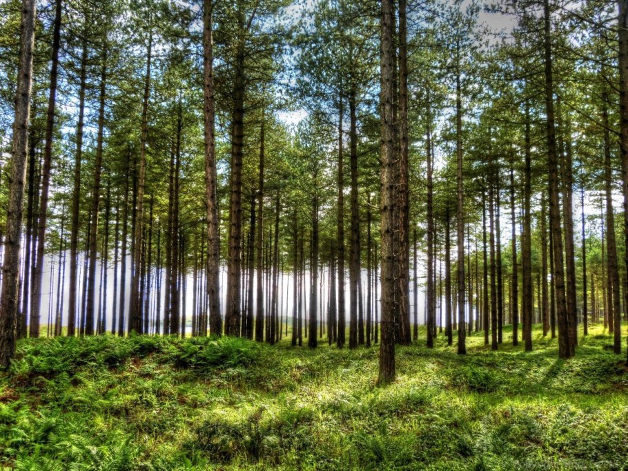 Елово Сосновый лес