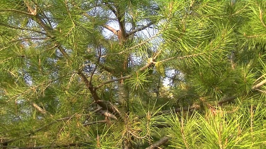 Сосна Алеппская ареал