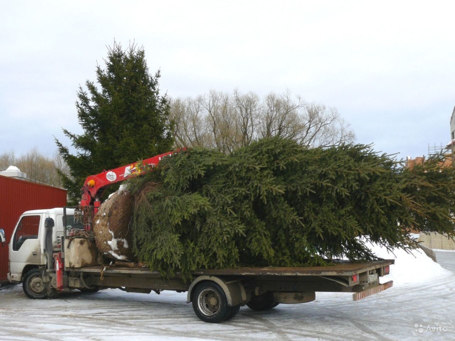 Посадка крупномерных деревьев