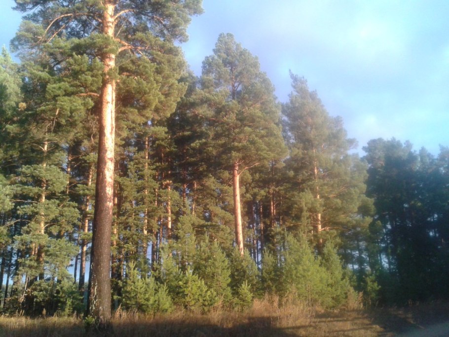 Репино сосны