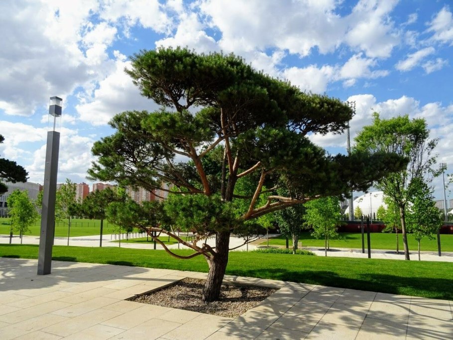 Дерево Кавказская сосна