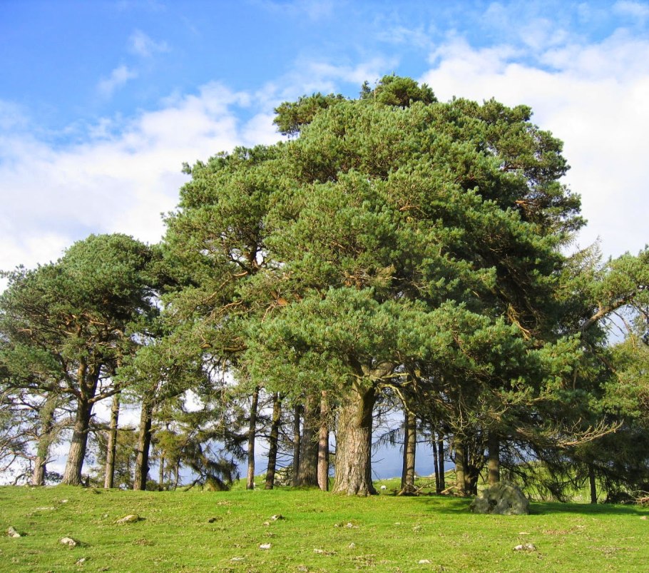 Сосна обыкновенная Pinus Sylvestris