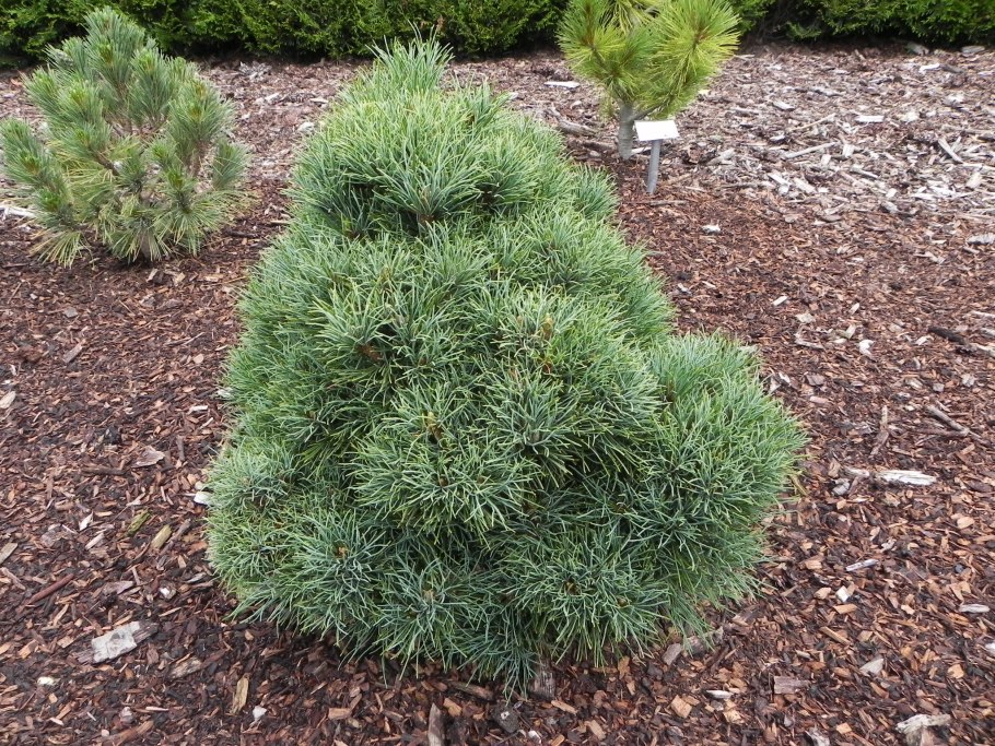 Pinus pumila 'Kalsnava Beauty'