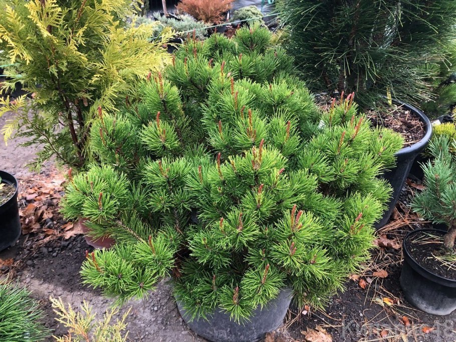 Сосна горная пумилио