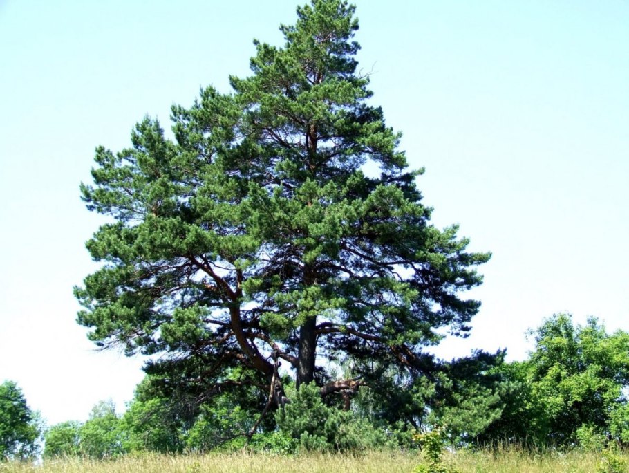 Вековая сосна Белокуриха