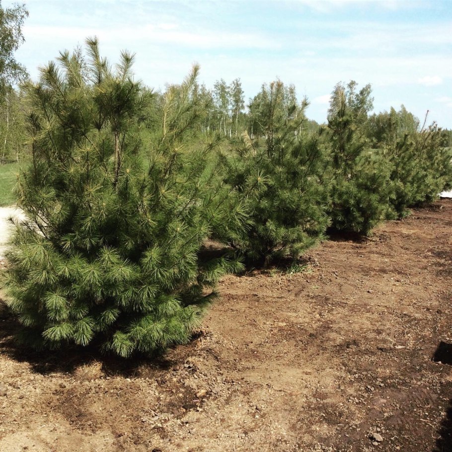 Рябинник и сосна Горная